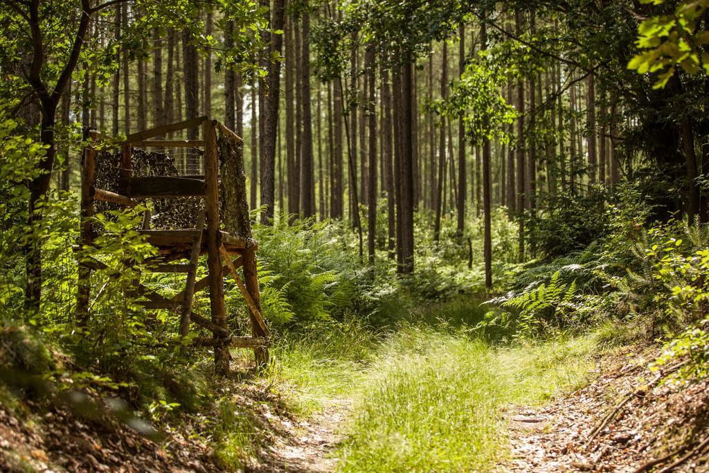 Waldsee Am Wirchensee Treppeln